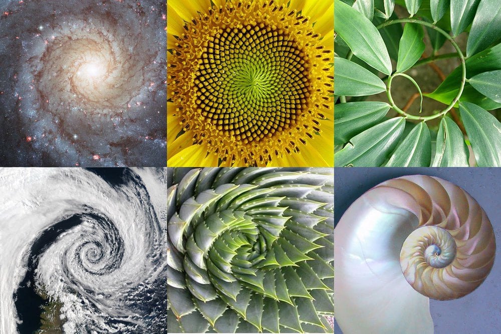 Proporção Áurea na natureza
